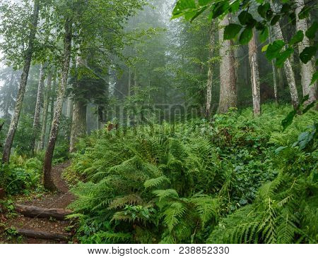 Photo Of Forest With Fern In Summer Day