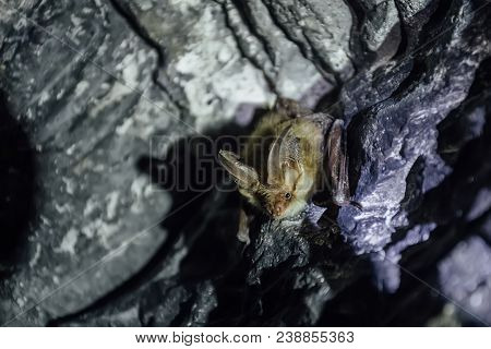 Brown Common Long-eared Bat (plecotus Auritus) In Chalky Cave.