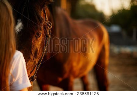 The Girl Looks Into The Eyes Of A Beautiful Horse
