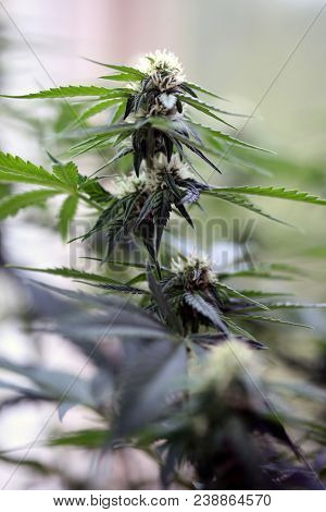 Marijuana plants. Marijuana farming. prop. 64.  Marijuana Flower Close Up. 