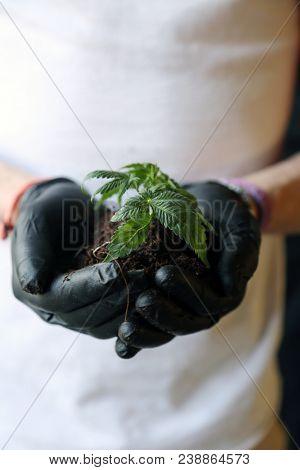 Marijuana plants. Marijuana farming. prop. 64.  Marijuana Flower Close Up. 