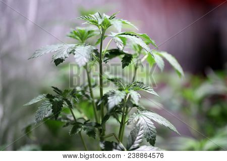Marijuana plants. Marijuana farming. prop. 64.  Marijuana Flower Close Up. 