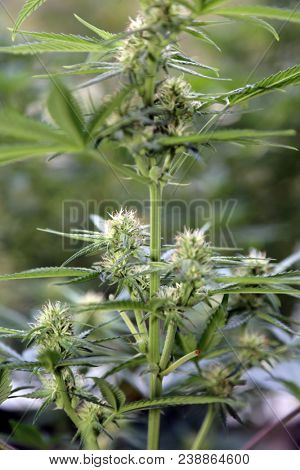 Marijuana plants. Marijuana farming. prop. 64.  Marijuana Flower Close Up. 