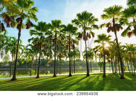 Beautiful Landscape In Park With Palm Tree And Green Grass Field At Morning.