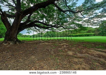 Beautiful Albizia Saman Tree, Landscape In Park With Green Grass Field.