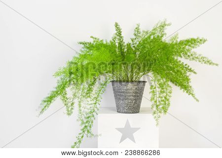 Beautiful Plant, Asparagus Fern In A Zinc Pot. Asparagus Setaceus.