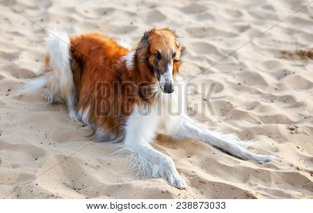 Russian Wolfhound Dog, Borzoi Lies On The Sand, Sighthound, Russkaya Psovaya Borzaya, Psovi. Killer 
