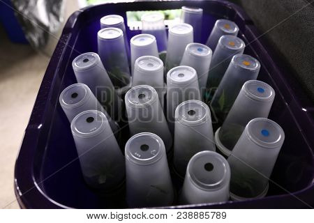 Medical and Recreational Marijuana Plants, Seedlings, Cuttings and Clones being grown indoors in a Marijuana Grow Tent under artificial lights and a climate controlled environment for quality 