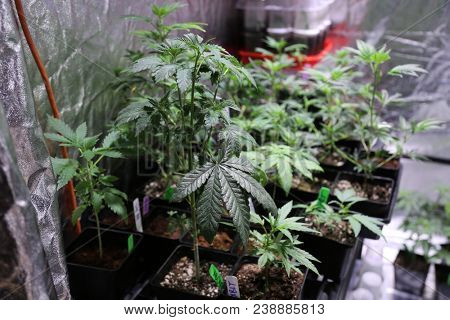 Medical and Recreational Marijuana Plants, Seedlings, Cuttings and Clones being grown indoors in a Marijuana Grow Tent under artificial lights and a climate controlled environment for quality 