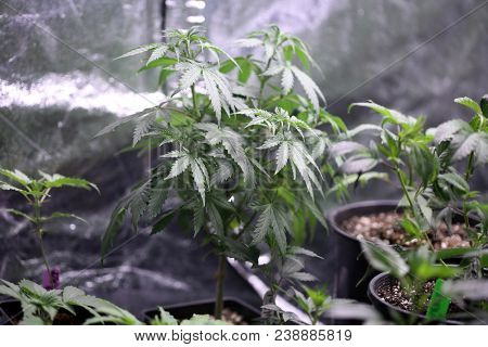 Medical and Recreational Marijuana Plants, Seedlings, Cuttings and Clones being grown indoors in a Marijuana Grow Tent under artificial lights and a climate controlled environment for quality 