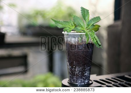 Medical and Recreational Marijuana Plants, Seedlings, Cuttings and Clones being grown indoors in a Marijuana Grow Tent under artificial lights and a climate controlled environment for quality 