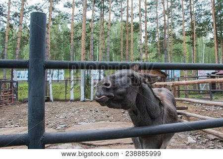 Funny Black Donkey In The Zoo In A Summer Day