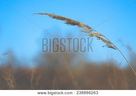 Dry Blade Of Grass Swaying In The Wind Against The Blue Sky