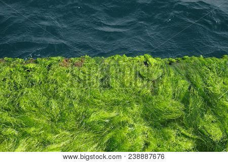 Always Wet Green Algae Growing At The Waterfront