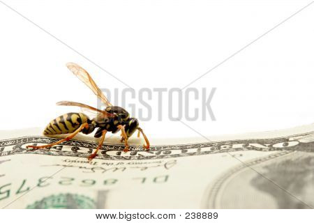 黄蜂上一百美元的钞票