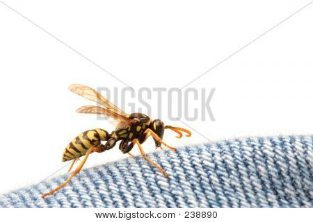 牛仔裤上的黄蜂