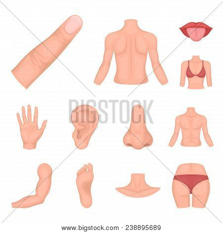 Part Of The Body, Limb Cartoon Icons In Set Collection For Design. Human Anatomy Vector Symbol Stock