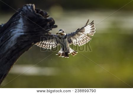 Pied Kingfisher In Kruger National Park, South Africa ; Specie Ceryle Rudis Family Of Alcedinidae