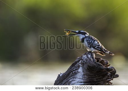 Pied Kingfisher In Kruger National Park, South Africa ; Specie Ceryle Rudis Family Of Alcedinidae