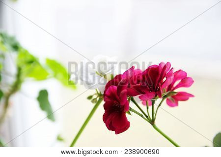 White And Red Couple, Spanish Ivy Geranium With Scarlet Red Flowers And White Common Geranium, Geran
