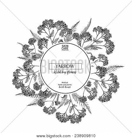 Hand Drawn Wild Hay Flowers. Yarrow Milfoil Flower. Medical Herb. Vintage Engraved Art. Round Compos