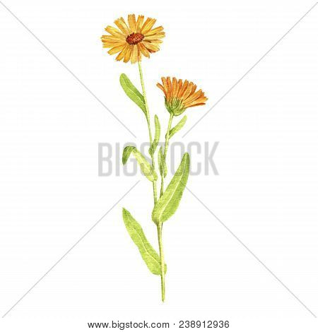 Flower Of Calendula, Watercolor Drawing Medicinal Plant, Botanical Illustration In Vintage Style, Is