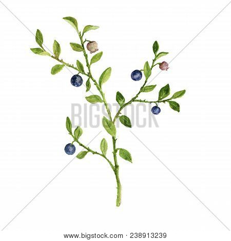 Blueberries, Watercolor Drawing Medicinal Plant, Botanical Illustration In Vintage Style, Isolated F