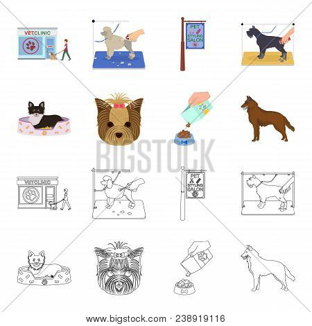 A Dog In A Lounger , A Muzzle Of A Pet, A Bowl With A Feed, A Sheepdog With A Ball In His Teeth. Pet