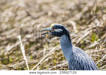 Yellow Crowned Night Heron (nyctanassa Violacea) Eating Crabs Along The Nj Coast On A Sunny Spring D