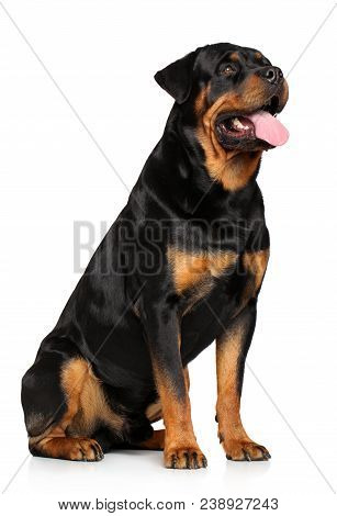 Adorable Rottweiler Sitting On White Background. Animal Themes