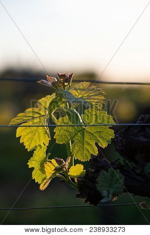 New Bug And Leaves Sprouting At The Beginning Of Spring On A Trellised Vine Growing In Bordeaux Vine