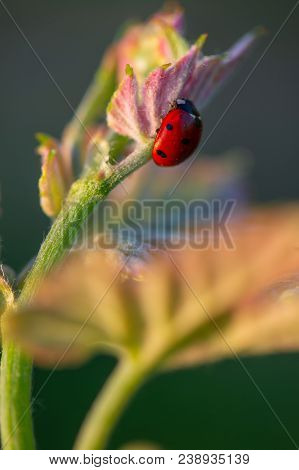 Macro Of A Red Ladybug In Vineyard On Green Wine Leaf Defocused Background