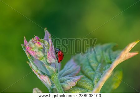 Macro Of A Red Ladybug In Vineyard On Green Wine Leaf Defocused Background