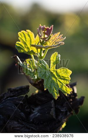 New Bug And Leaves Sprouting At The Beginning Of Spring On A Trellised Vine Growing In Bordeaux Vine