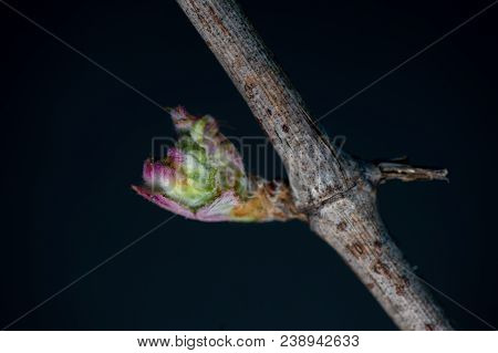 New Bug And Leaves Sprouting At The Beginning Of Spring On A Trellised Vine Growing In Bordeaux Vine