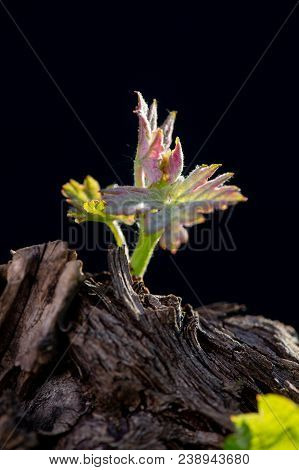 New Bug And Leaves Sprouting At The Beginning Of Spring On A Trellised Vine Growing In Bordeaux Vine