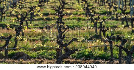 New Bug And Leaves Sprouting At The Beginning Of Spring On A Trellised Vine Growing In Bordeaux Vine