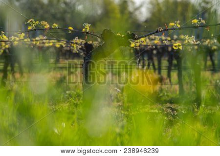 New Bug And Leaves Sprouting At The Beginning Of Spring On A Trellised Vine Growing In Bordeaux Vine