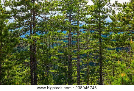 Pine Tree Evergreen Forest, Trees Trunks Backdrop. Photo Depicting A Beautiful Mystic Dark Misty Bac