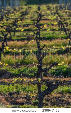 New Bug And Leaves Sprouting At The Beginning Of Spring On A Trellised Vine Growing In Bordeaux Vine