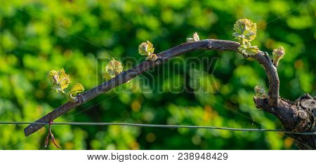 New Bug And Leaves Sprouting At The Beginning Of Spring On A Trellised Vine Growing In Bordeaux Vine