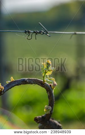 New Bug And Leaves Sprouting At The Beginning Of Spring On A Trellised Vine Growing In Bordeaux Vine