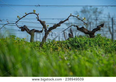 New Bug And Leaves Sprouting At The Beginning Of Spring On A Trellised Vine Growing In Bordeaux Vine