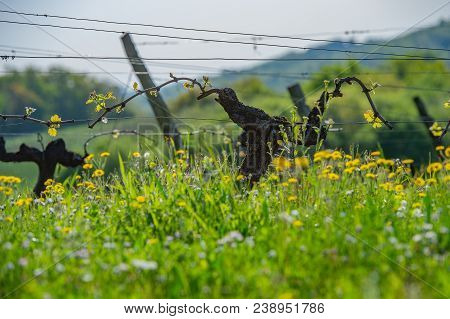 New Bug And Leaves Sprouting At The Beginning Of Spring On A Trellised Vine Growing In Bordeaux Vine