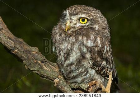 Portrait Of Cute Little Owl With Bokeh, Athene Noctua