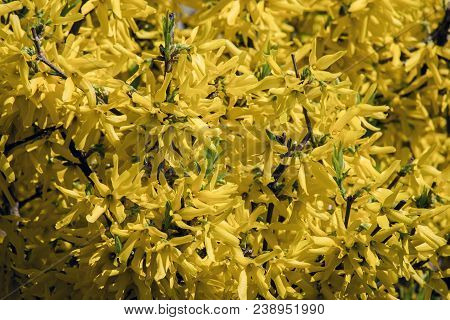Blooming Forsythia Branches. Brightly Yellow Flowers Of Forsythia (forsythia Europaea)