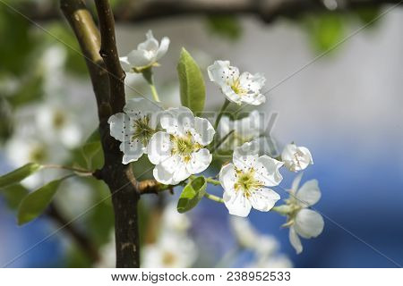 Flowering Branch Of A Pear Tree (pyrus)