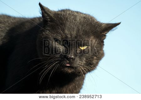 Hellish Black Cat. Hell Black Cat Bandit And Robber