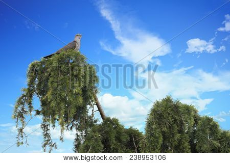 Lovely Cuckoo On Pine Tree In The Forest