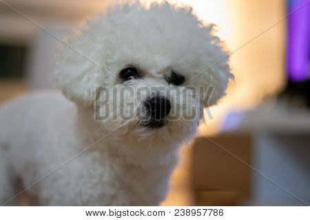 A Cute Female Bichon Frise Dog Standing In A Livingroom With Cozy Lighting.